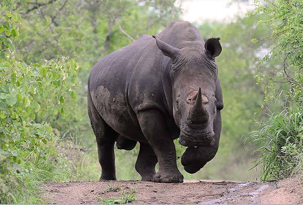 1-white-rhino-gc590a