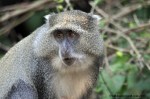 10548-samango-monkey-cape-vidal-30-07-2013-dsc_0240