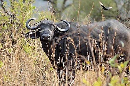 buffalo-2529508__340 (2)