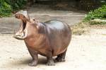 Hippo