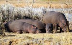 three hippos (2)