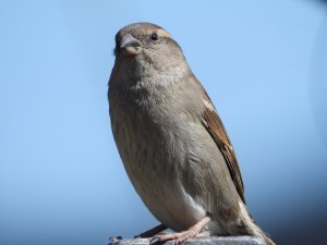 the-sparrow-5044243_960_720