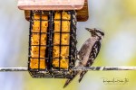 Female Downy Woodpecker