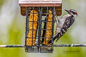Male Downy Woodpecker