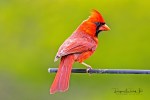 male cardinal
