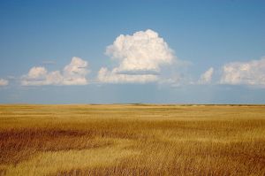 Prairie 1200px-Cumulus_Clouds_over_Yellow_Prairie2