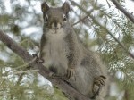squirrel-300246_1280